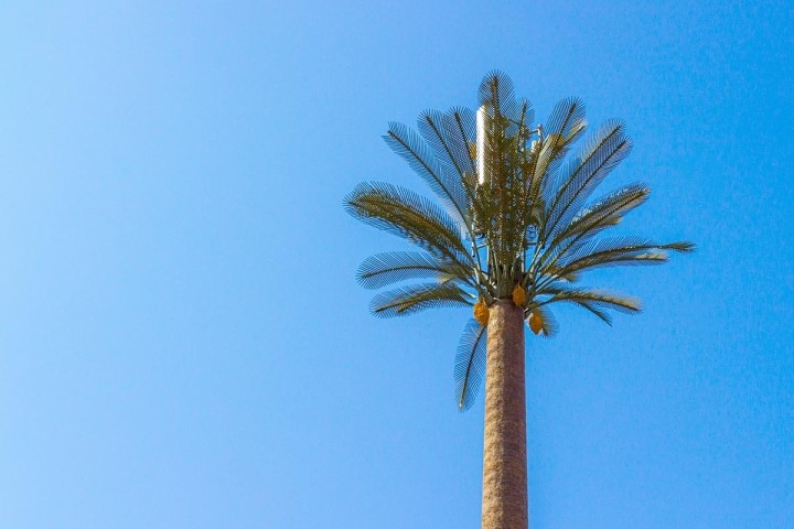 radio tower disguised as palm tree