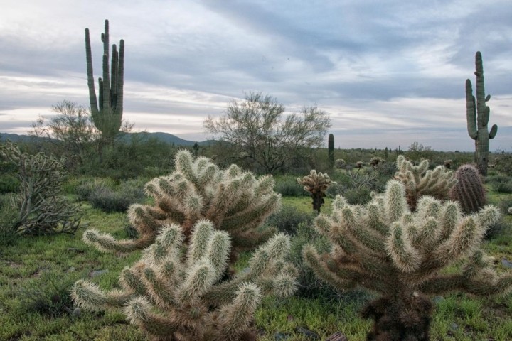 green saguaro cacti against pale blue sky