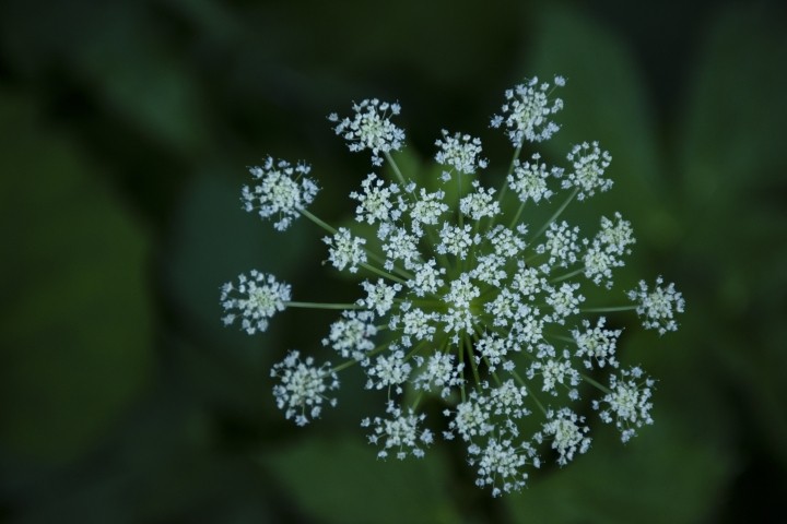 close-up of wild fennel with green background