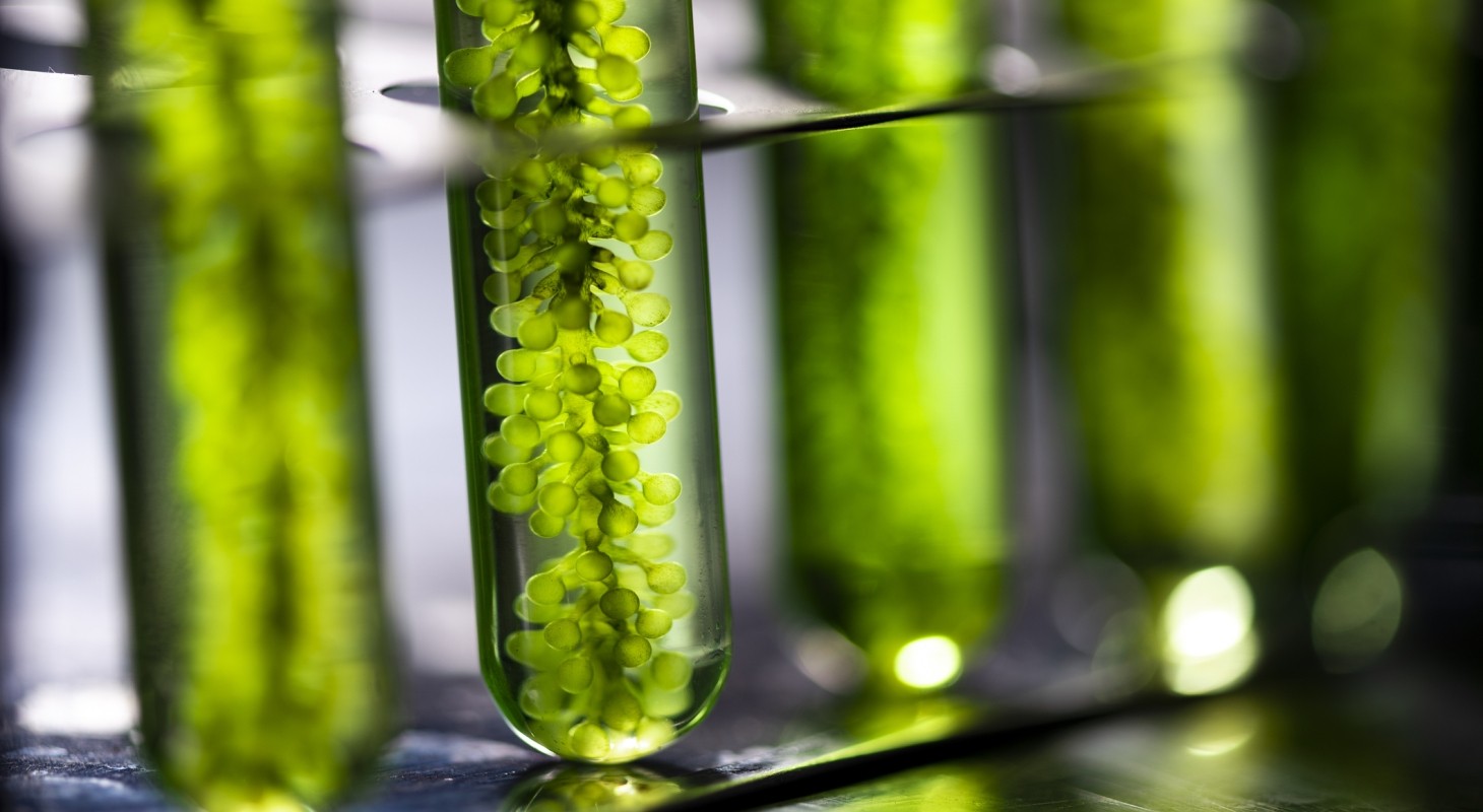 photobioreactor in lab algae fuel biofuel