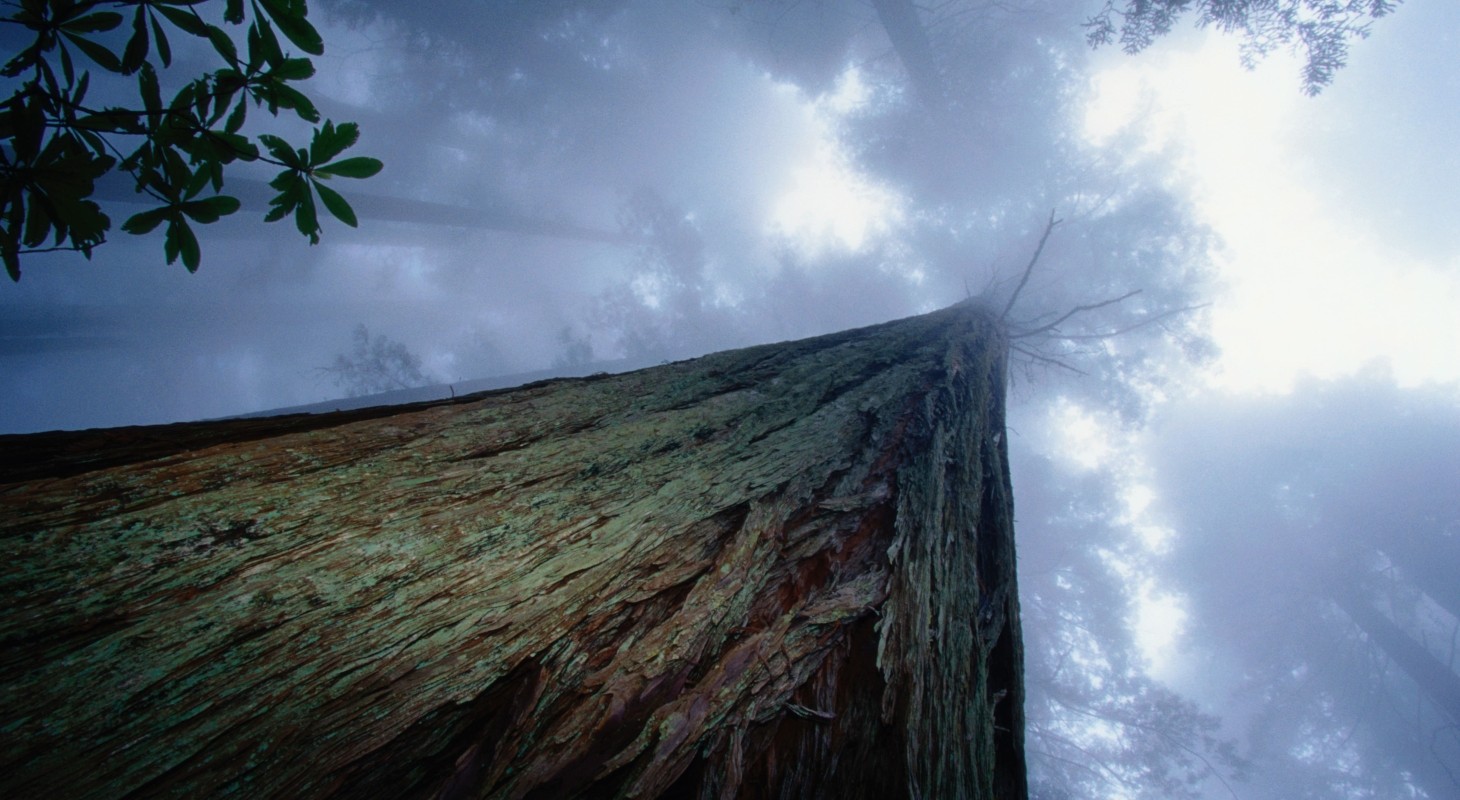 redwood tree low angle view