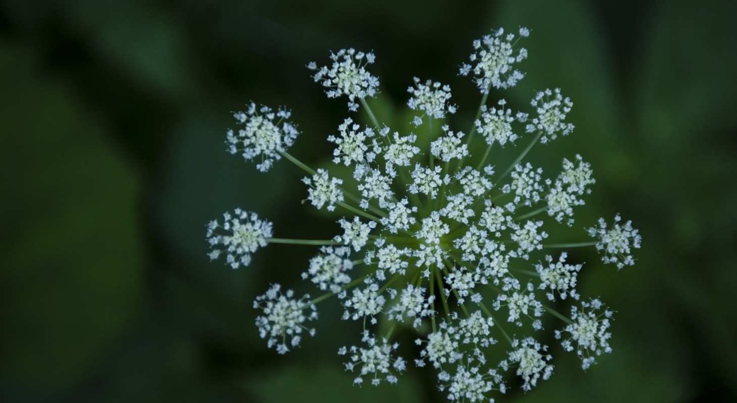 close-up of wild fennel with green background