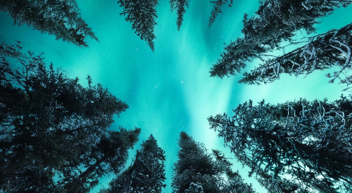 turquoise aurora borealis light under pine trees