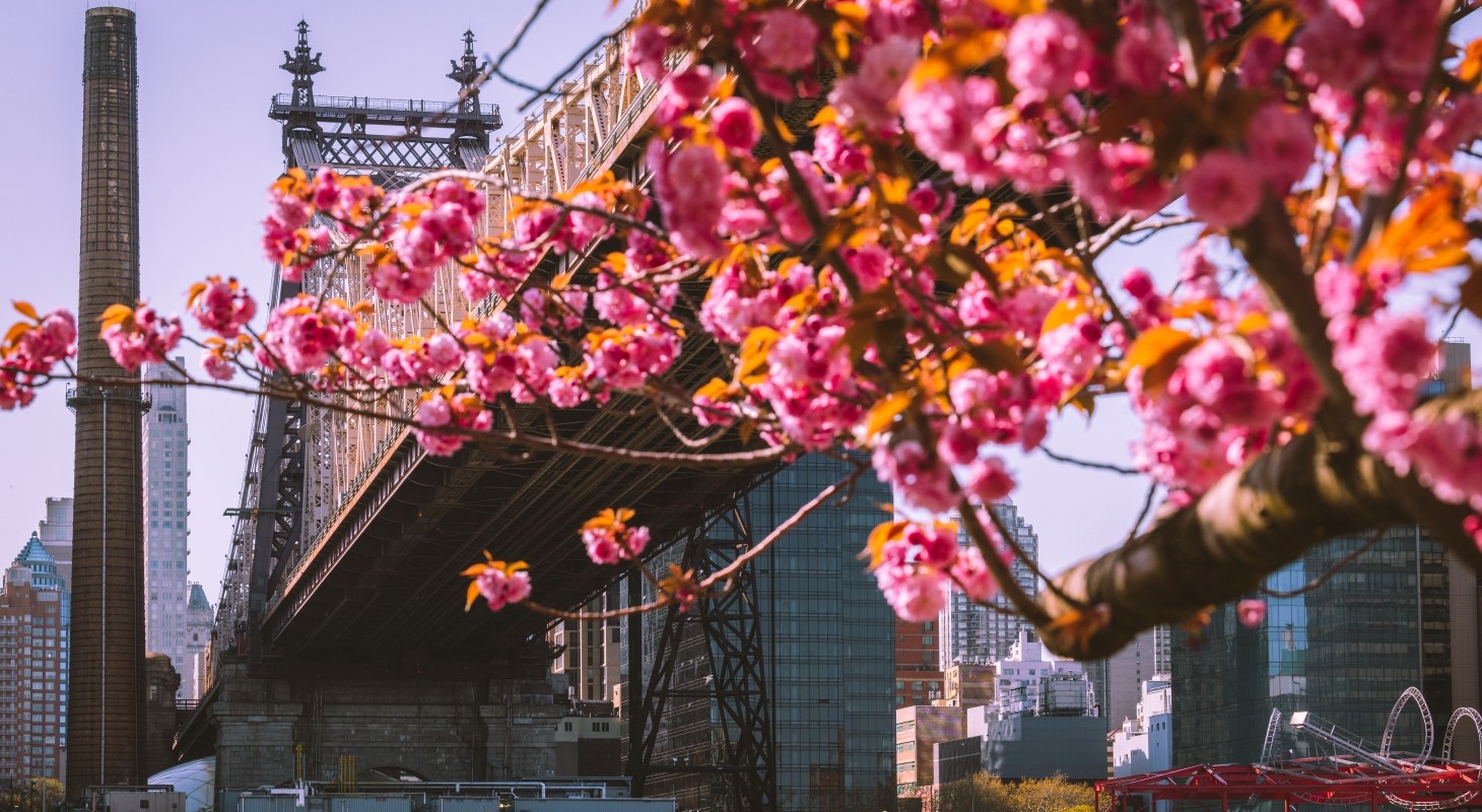 cherry blossoms in front of queensboro bridge
