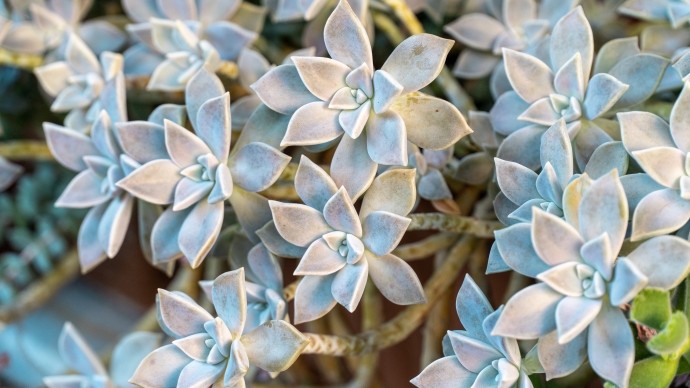 star shaped rosettes of a succulent plant