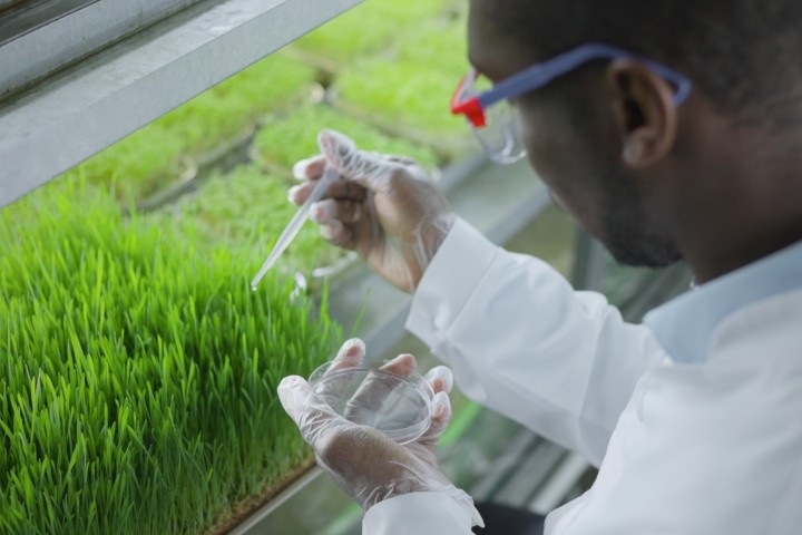 scientist makes analysis of plants