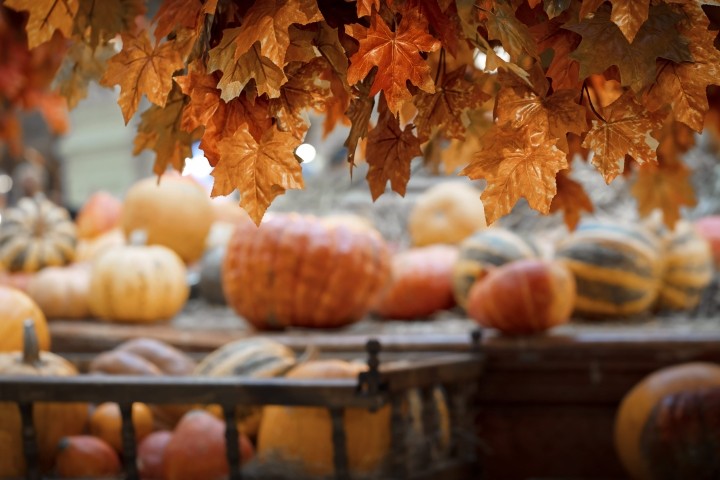 celebrating harvest
