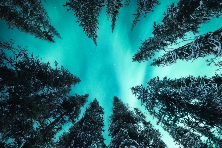 turquoise aurora borealis light under pine trees