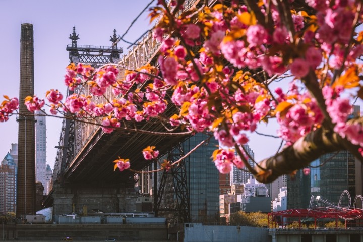 cherry blossoms in front of queensboro bridge