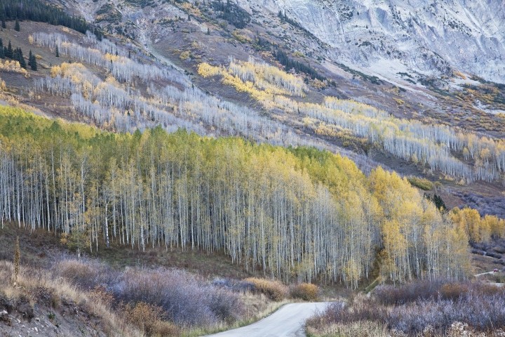 aspen trees in fall on mountainside